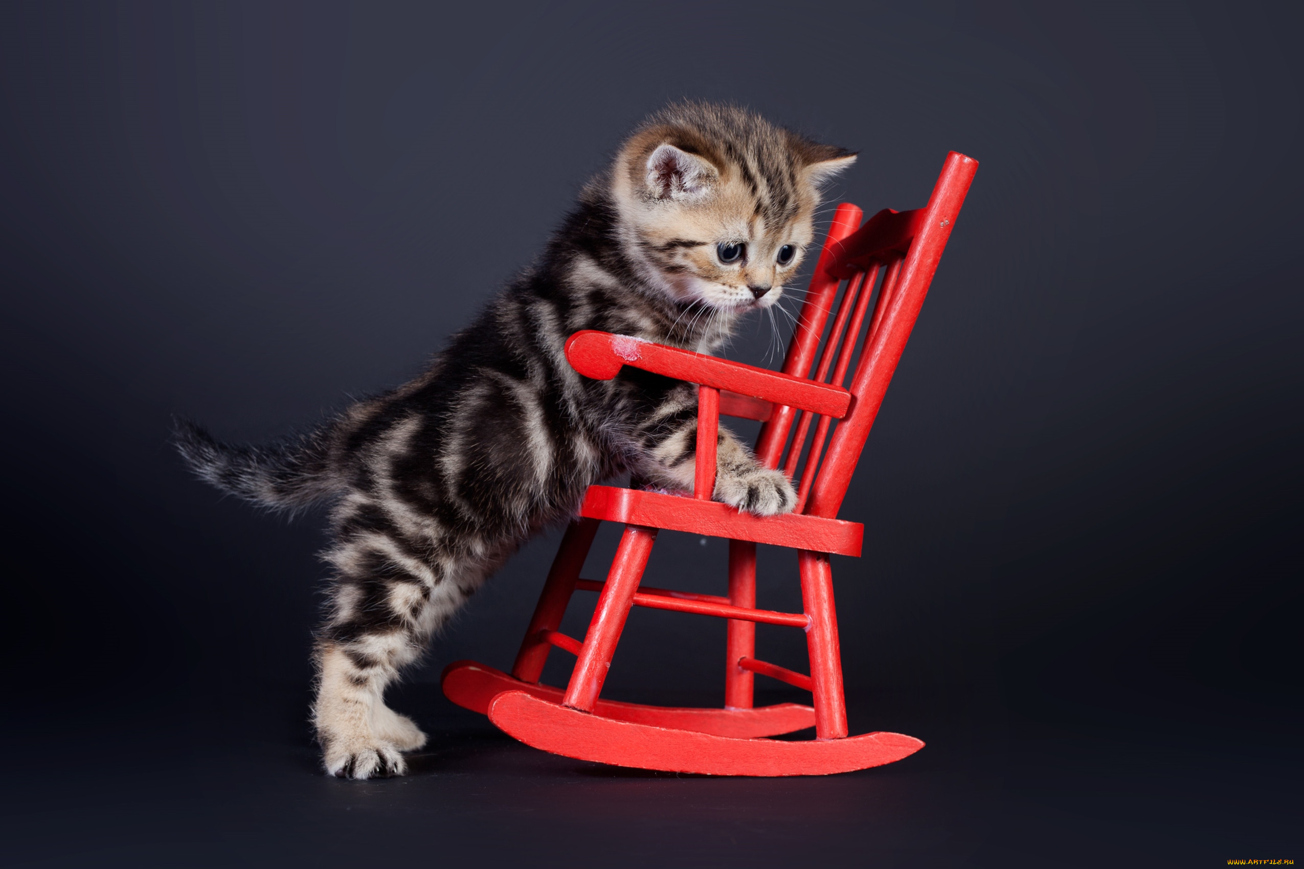Сидящие обои на телефон. Кот на стуле. Кошки на рабочий стол. Фото на рабочий стол котята. Смешные котята.